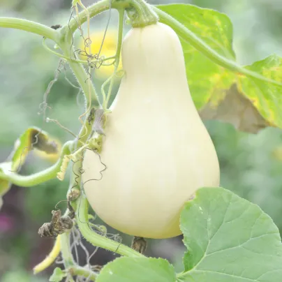 BIO Tykev muškátová Butterscotch - Cucurbita maxima - bio osivo tykve - 5 ks
