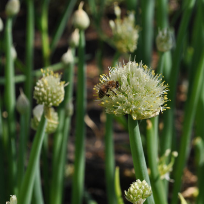 Cibule sečka Welsh - Allium fistulosum L. - semena cibule - 1 gr