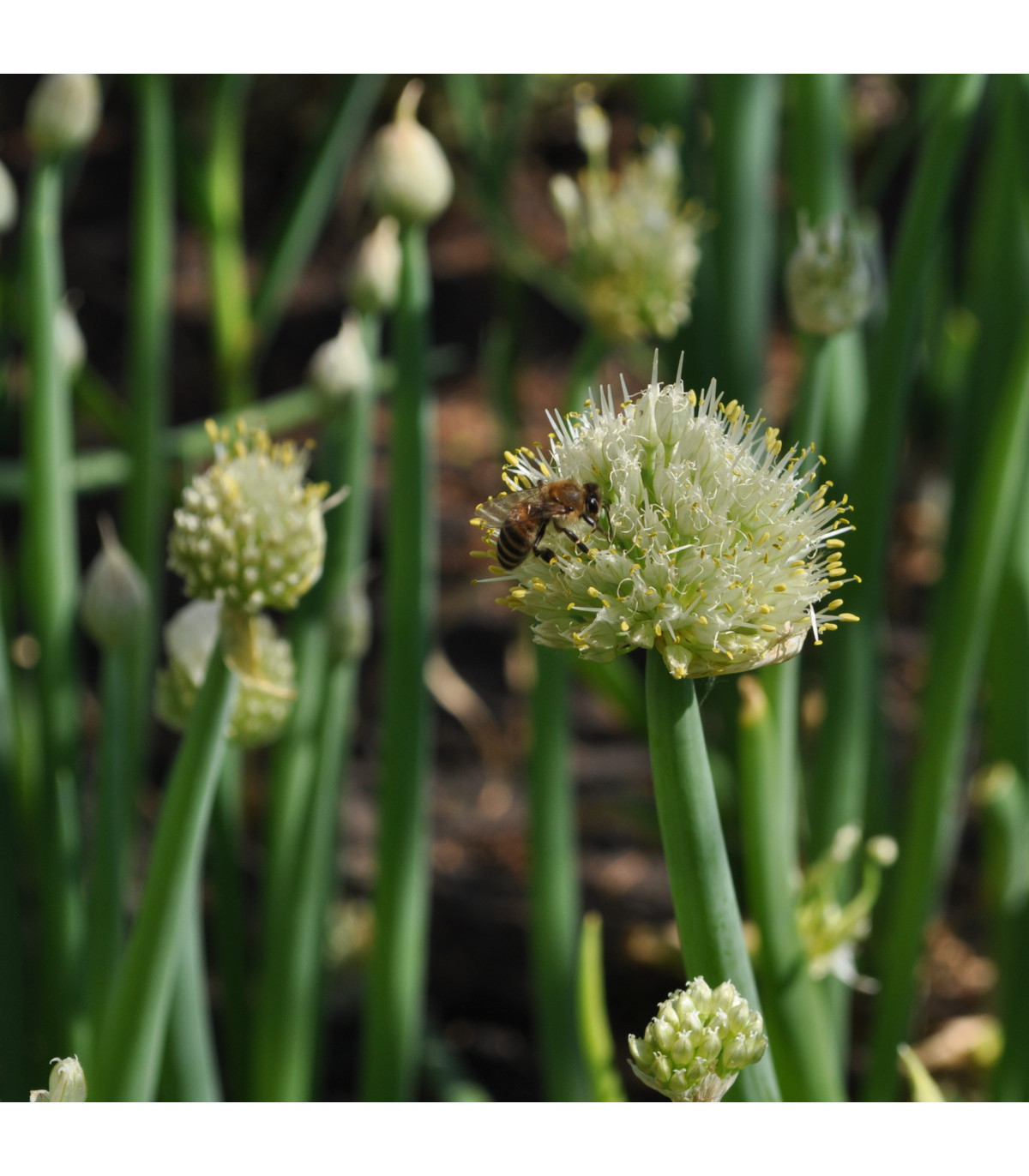 Cibule sečka Welsh - Allium fistulosum L. - osivo cibule - 400 ks