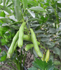 Bob obecný Piccola - Vicia faba - osivo bobu - 20 ks