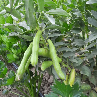 Bob obecný Piccola - Vicia faba - osivo bobu - 20 ks
