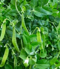 Hrách cukrový Oregon - Pisum sativum - osivo hrachu - 60 ks