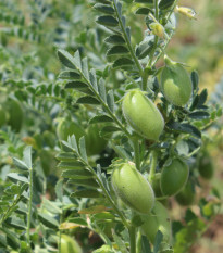 Cizrna Pascia - Cicer arietinum - osivo cizrny - 10 ks