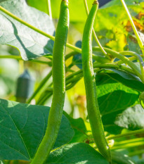 Fazol tyčková Enorma - Phaseolus coccineus - osivo fazole - 20 ks