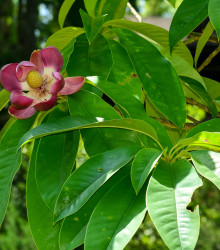 Magnólie insignis - Magnolia insignis - prodej semen - 5 ks