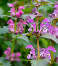 Šanta žilnatá Pink Cat - Nepeta nervosa - osivo šanty - 15 ks