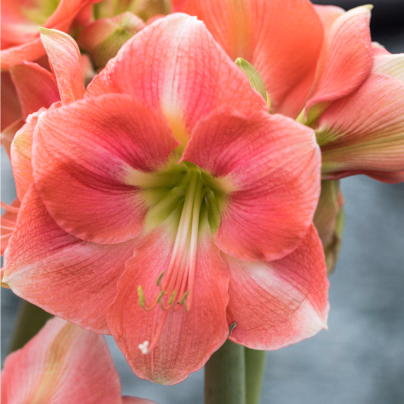 Hvězdník Susan - Hippeastrum - cibule hvězdníků - 1 ks