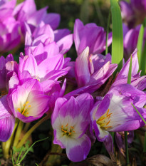 Ocún Lilac Wonder - Colchicum - hlízy ocúnů - 1 ks