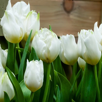 Tulipán Agrass White - Tulipa - cibule tulipánů - 3 ks