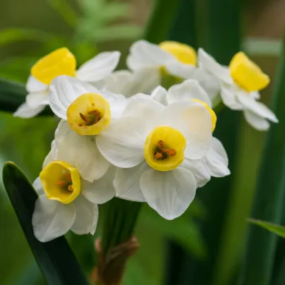Narcis Avalanche - Narcissus - cibule narcisů - 3 ks