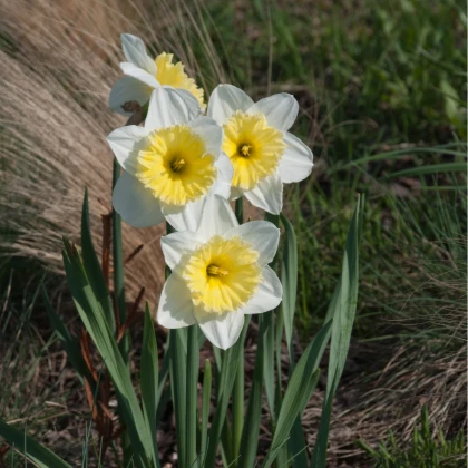 Narcis Ice Follies - Narcissus L. - cibule narcisů  - 3 ks