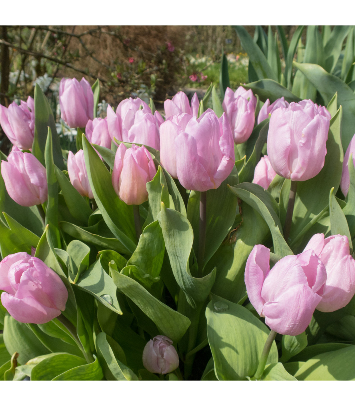 Tulipán Candy Prince - Tulipa - cibule tulipánů - 3 ks