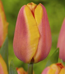 Tulipán Ice Cream - pivoňkovitý - prodej cibulovin - holandské tulipány - 3 ks