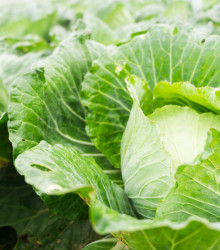 BIO Zelí bílé Filderkraut - Brassica Oleracea - bio semena zelí - 50 ks