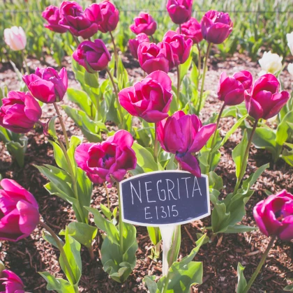 Tulipán Negrita - Tulipa - cibule tulipánů - 3 ks