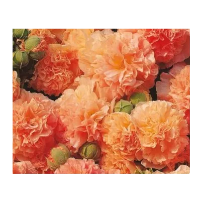 Topolovka plnokvětá oranžová Chaters - Alcea rosea - osivo topolovky - 7 ks