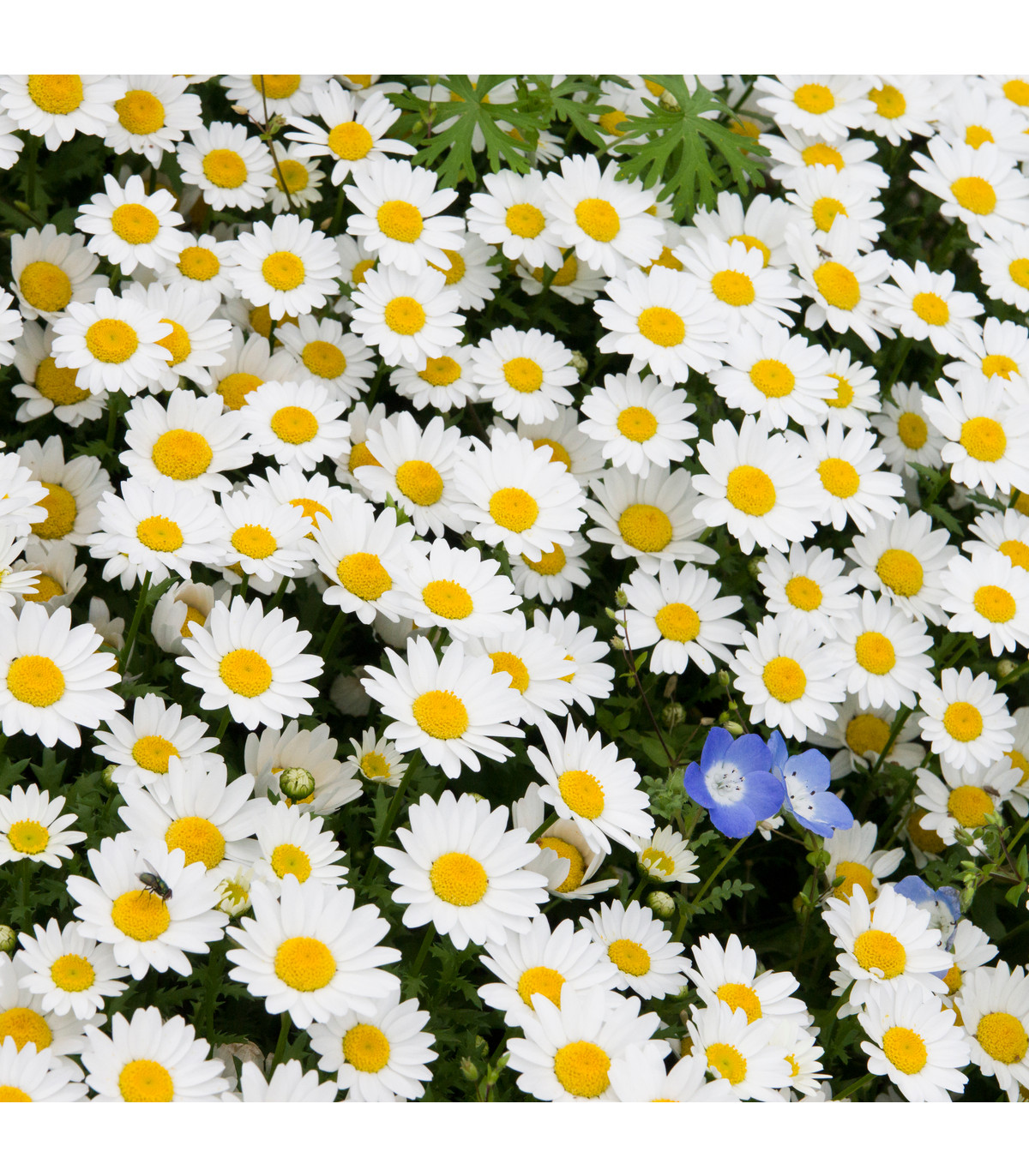Kopretina balkonová Snowland - Chrysanthemum paludosum - osivo kopretiny - 50 ks