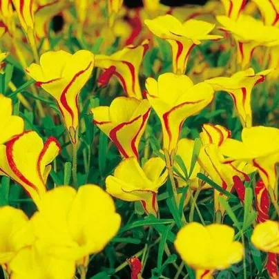 Šťavel dvoubarevný Golden Cape - Oxalis - hlízy šťavele - 1 ks