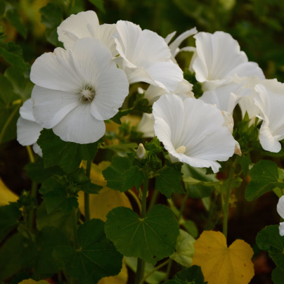 Slézovka trojklaná bílá - Malope trifida - osivo slézovky - 30 ks