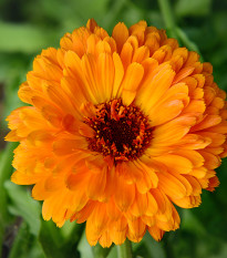Měsíček lékařský Plamen Plus - Calendula officinalis - osivo měsíčku - 85 ks