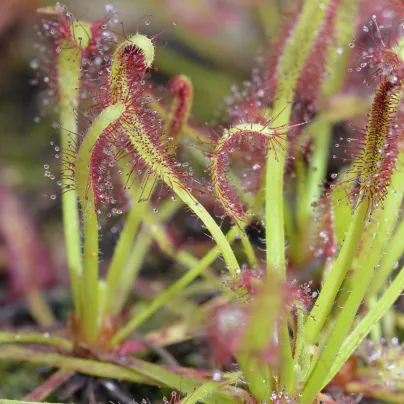 Rosnatka kapská Triffid Rose - Drosera Capensis - osivo rostatky - 15 ks