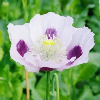 Mák Blue Moon - Papaver somniferum - osivo máku - 100 ks