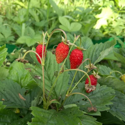 Jahodník lesní Tubby Red - Fragaria vesca - semena jahodníku - 15 ks