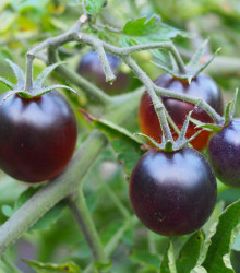 BIO rajče Indigo Blue Berries - Lycopersicon lycopersicum L. - bio osivo rajčat - 7 ks