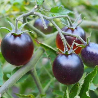 BIO Rajče Indigo Blue Berries - Solanum lycopersicum. - bio osivo rajčat - 7 ks