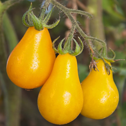 Rajče Žlutá hruška - Lycopersicon esculentum - osivo rajčat - 6 ks