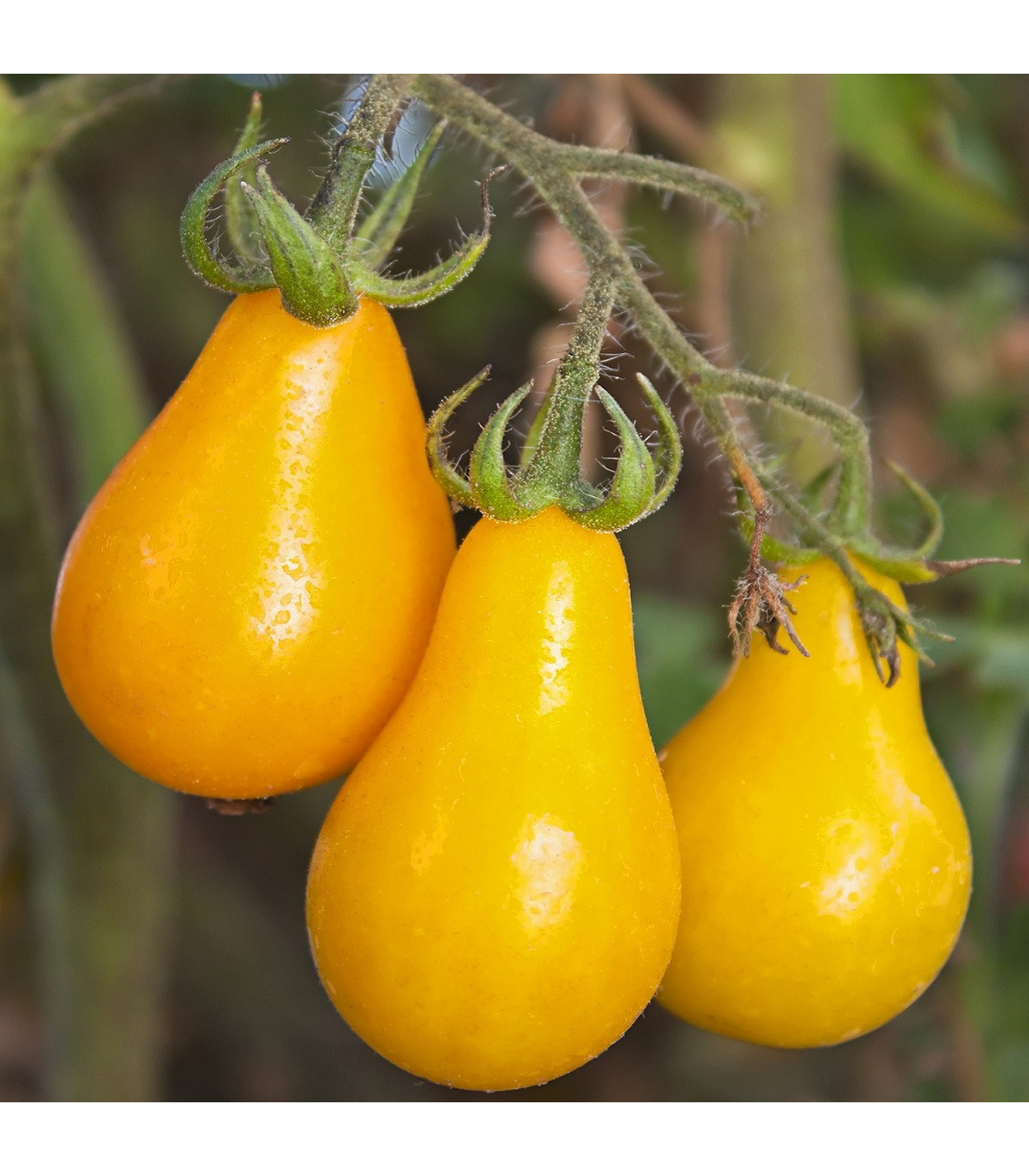 Rajče Žlutá hruška - Lycopersicon esculentum - osivo rajčat - 6 ks