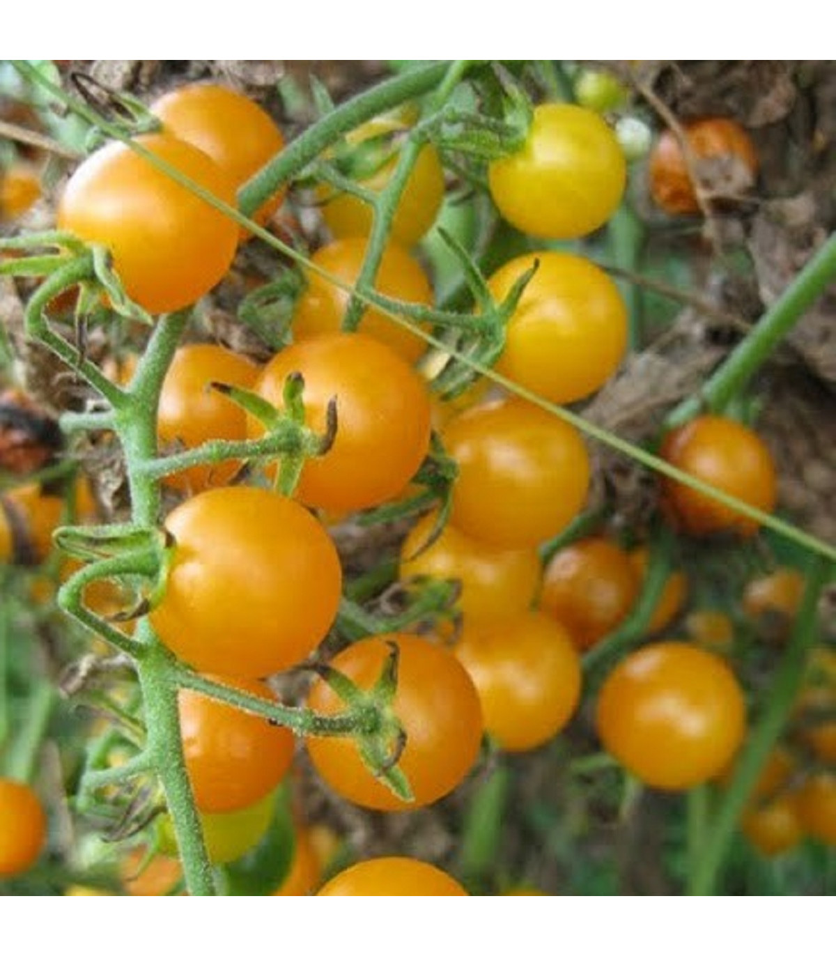 Rajče Sladké zlato - Solanum lycopersicum - osivo rajčat - 7 ks
