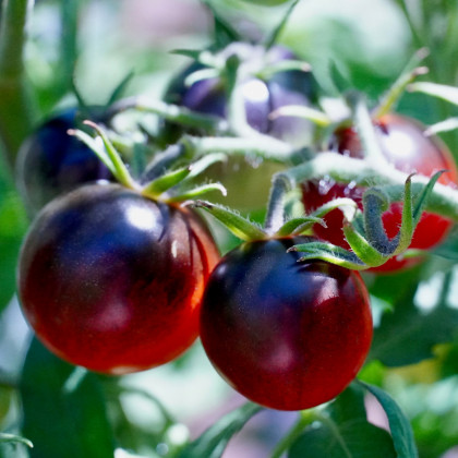 Rajče černé cherry - Lycopersicon esculentum - osivo rajčat - 6 ks