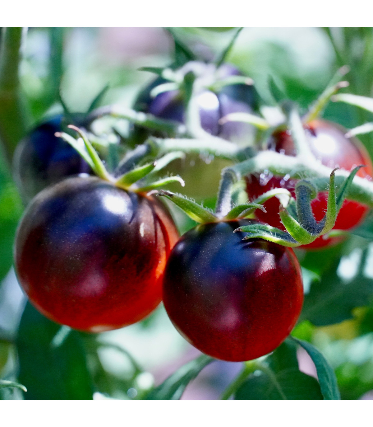 Rajče černé cherry - Lycopersicon esculentum - osivo rajčat - 6 ks