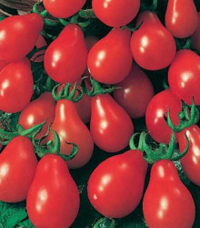 Rajče Červená hruška - Lycopersicon Esculentum - osivo rajčat - 7 ks