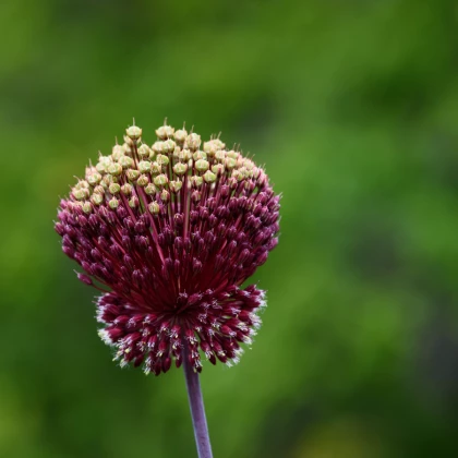 Česnek Red Mohican - Allium amethystinum - cibule česneků - 1 ks