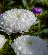 Astra čínská bílá Princess - Calistephus chinensis - osivo astry - 50 ks