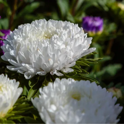 Astra čínská bílá Princess - Calistephus chinensis - osivo astry - 50 ks