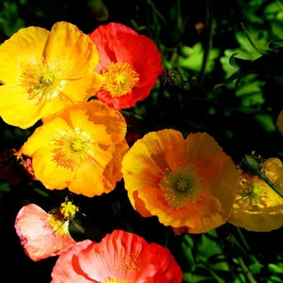 Mák alpínský směs barev - Papaver alpinum - osivo máku - 0,01 g