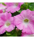 Petúnie převislá Rosy Velvet F1 - Petunia hybrida - osivo petúnie - 12 ks