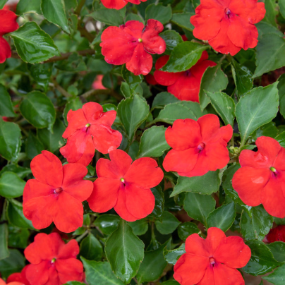Barvínek Red F1 - Catharanthus - osivo barvínku - 30 ks