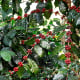 Kávovník arabský Himalaya - Coffea arabica - osivo kávovníku - 15 ks