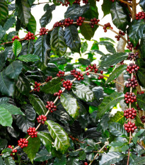 Kávovník arabský Himalaya - Coffea arabica - osivo kávovníku - 15 ks