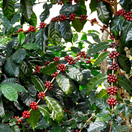 Kávovník arabský Himalaya - Coffea arabica - osivo kávovníku - 5 ks