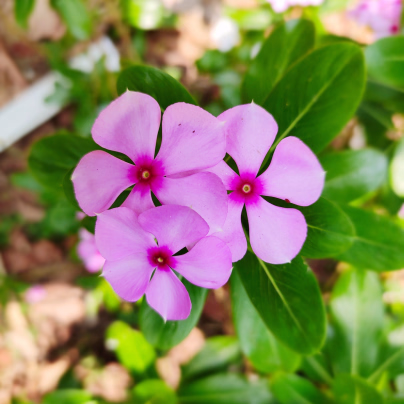 Barvínek Lavander F1 - Catharanthus - osivo barvínku - 30 ks