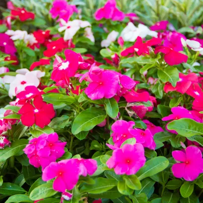 Barvínek Mediterranean Mix F1 - Catharanthus roseus - osivo barvínku - 30 ks