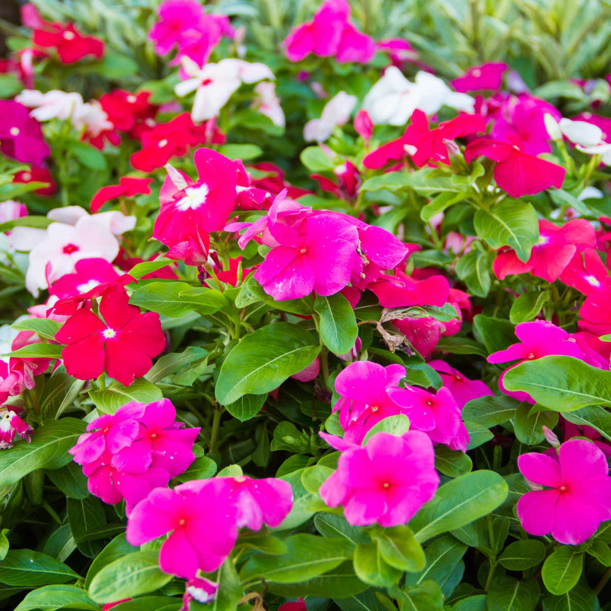 Barvínek Mediterranean Mix F1 - Catharanthus roseus - osivo barvínku - 30 ks