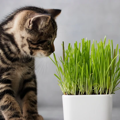 Tráva pro kočky - Triticum aestivum - osivo trávy pro kočky - 100 ks