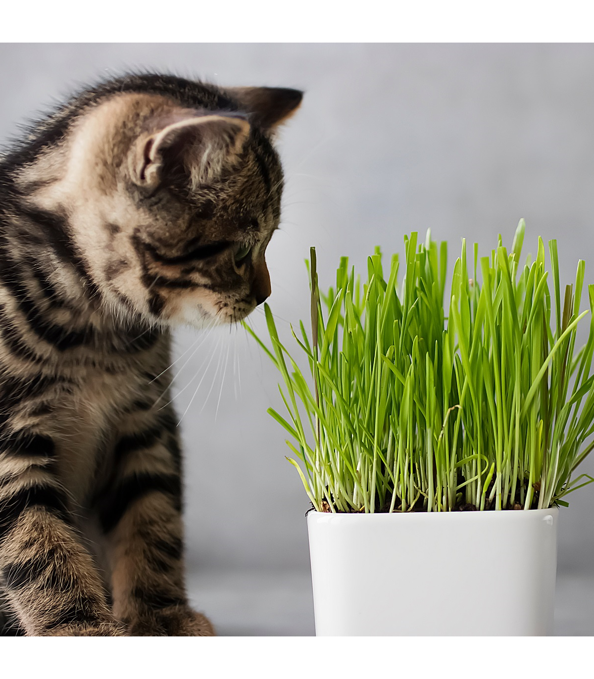 Tráva pro kočky- semena trávy pro kočky - 100 ks