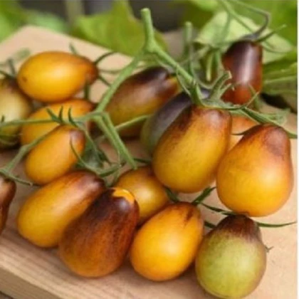Rajče Indigo Pear Drops - Solanum lycopersicum - osivo rajčat - 5 ks